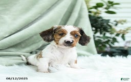 Miniature Dachshund dogs for sale: Pilot Special Needs - Image 3