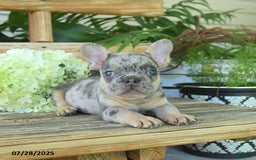 French Bulldog dogs for sale: Tigger - Image 2