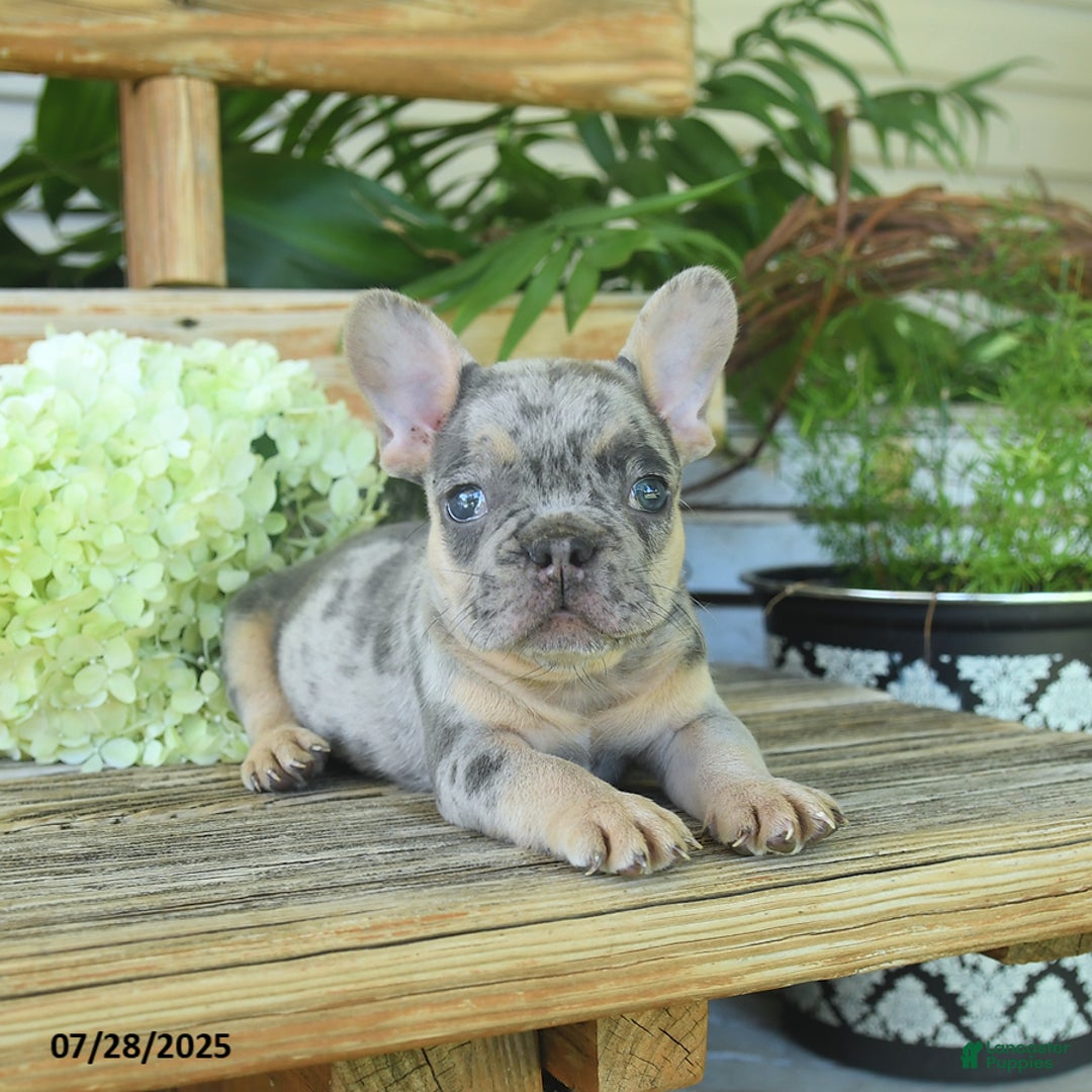 French Bulldog dogs for sale: Tigger - Image 2
