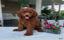 Mini Goldendoodle dogs for sale: Maverick - Image 1