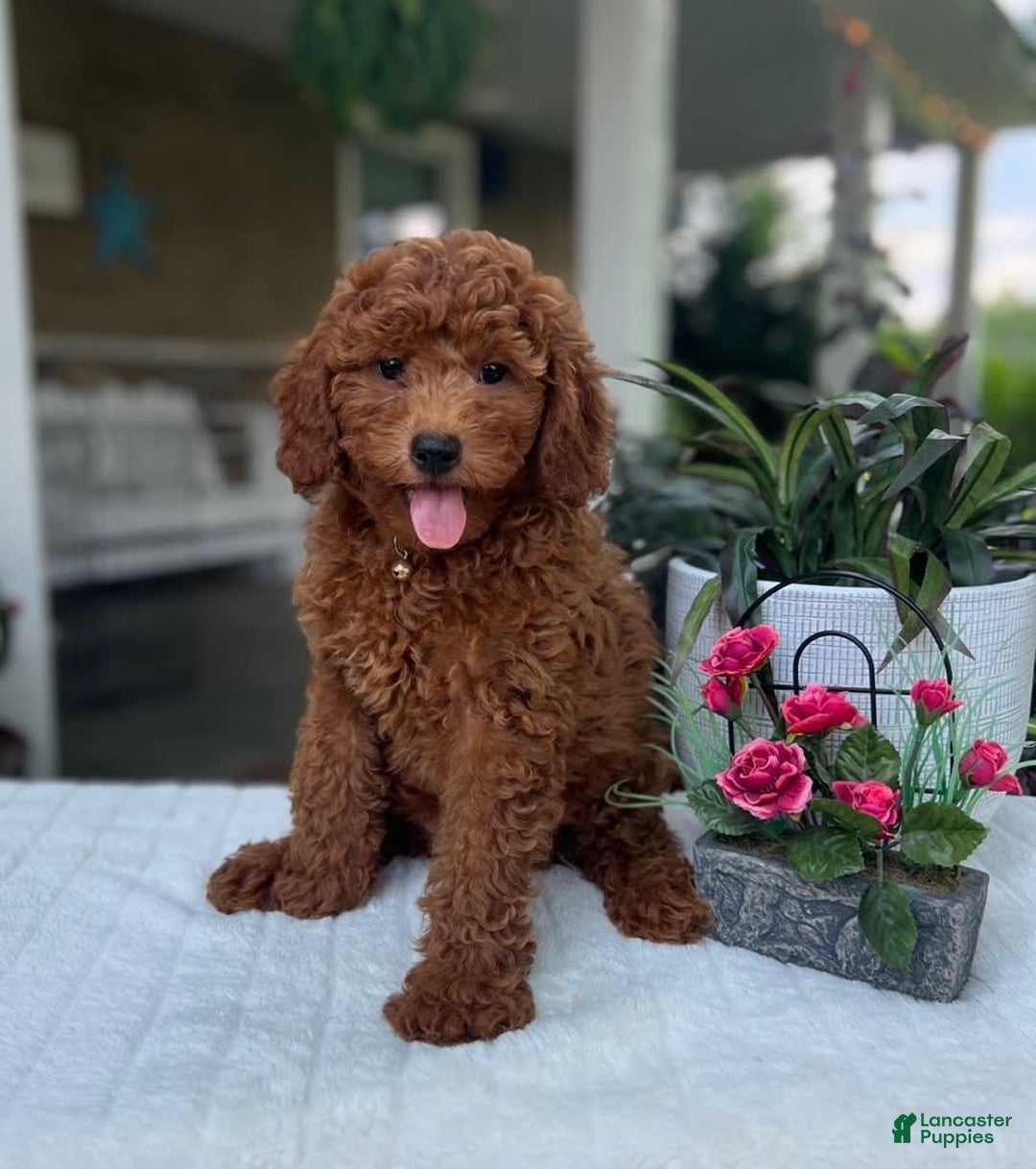 Mini Goldendoodle dogs for sale: Maverick - Image 1