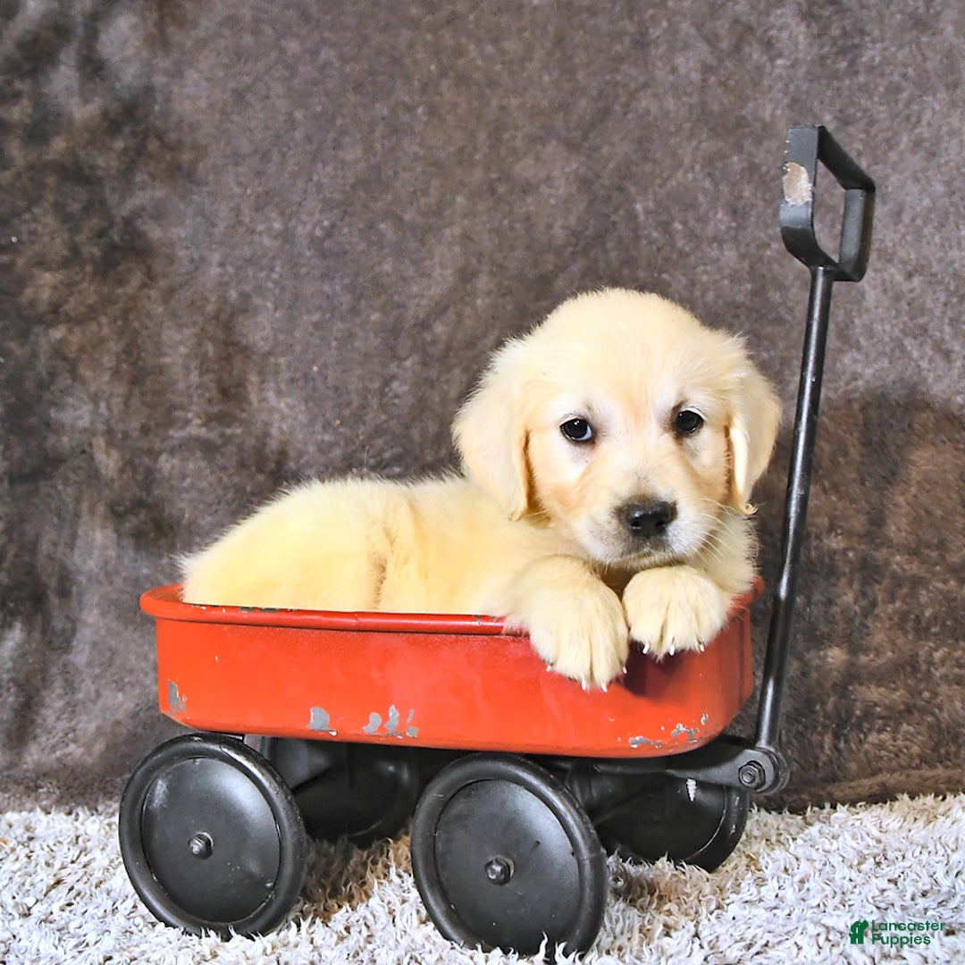 Golden Retriever dogs for sale: Bella - Image 4