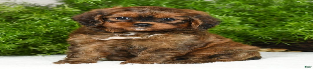 Mocha