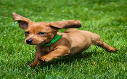 Miniature Dachshund dogs for sale: Celebrity - Image 10