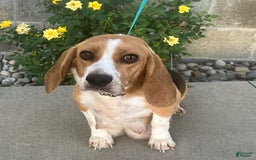 Beabull dogs for sale: Daisy - Image 2