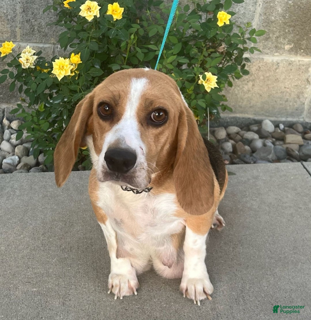 Beabull dogs for sale: Daisy - Image 2