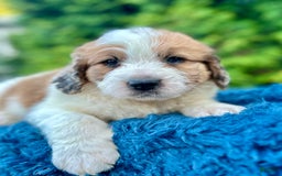 Saint Berdoodles dogs for sale: Bruno - Image 4