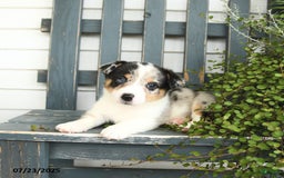 Welsh Corgi Pembroke dogs for sale: Jasper - Image 2