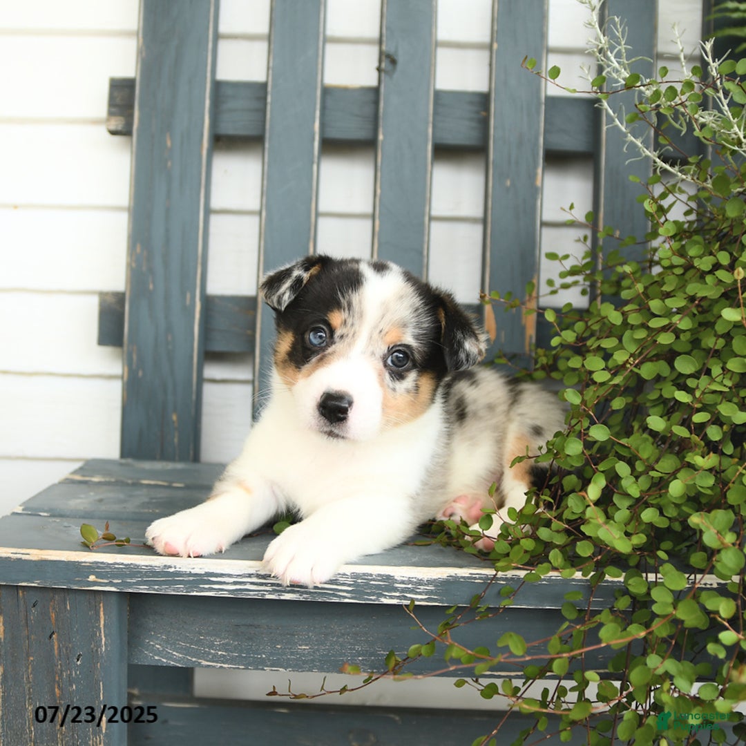 Welsh Corgi Pembroke dogs for sale: Jasper - Image 2