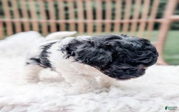 Miniature Poodle dogs for sale: Jet - Image 3