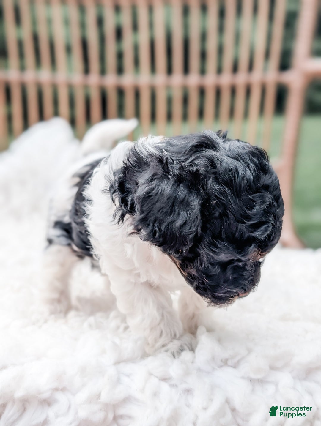 Miniature Poodle dogs for sale: Jet - Image 3