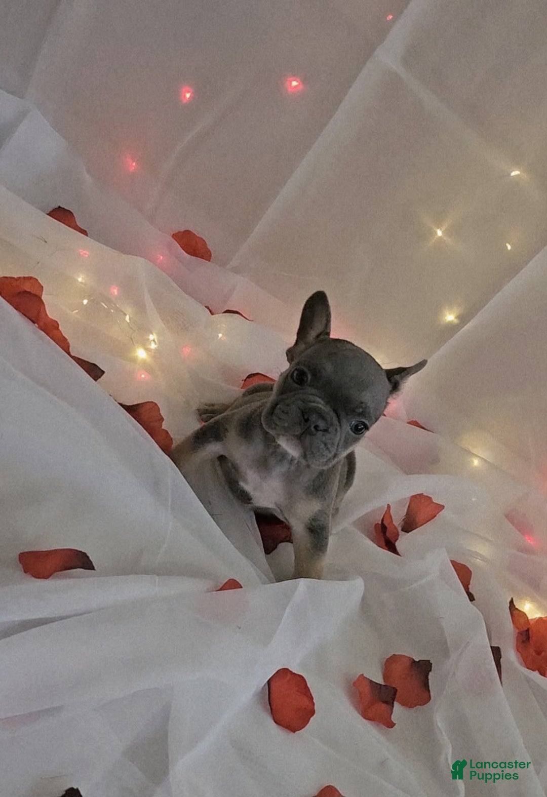French Bulldog dogs for sale: Bruno - Image 2