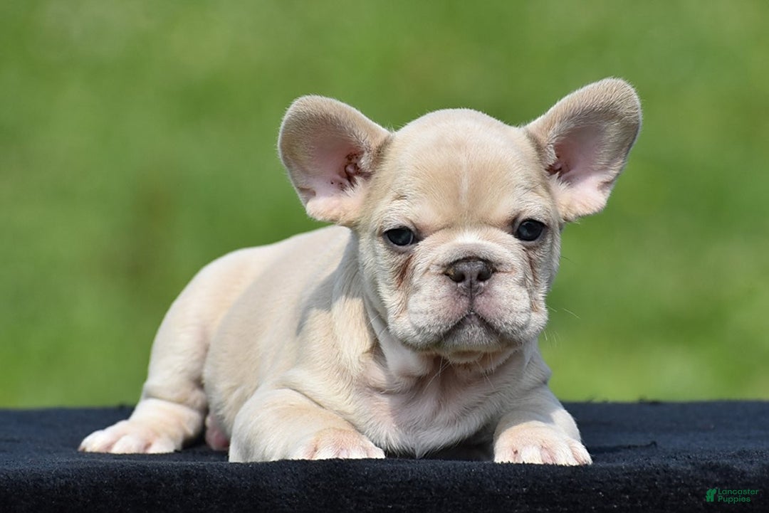 French Bulldog dogs for sale: Timmy - Image 3