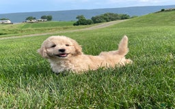Doxiepoo dogs for sale: Darrin - Image 7