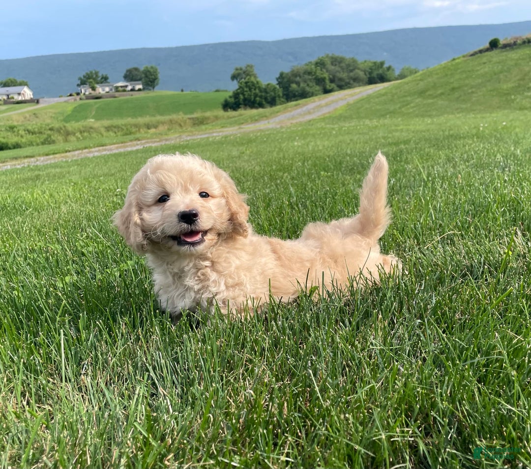 Doxiepoo dogs for sale: Darrin - Image 7
