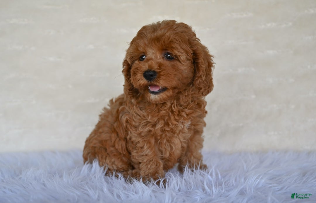 Cockapoo dogs for sale: Cockapoo 5 puppies - Image 4