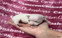 Chihuahua dogs for sale: Sophia Short Coat - Image 4