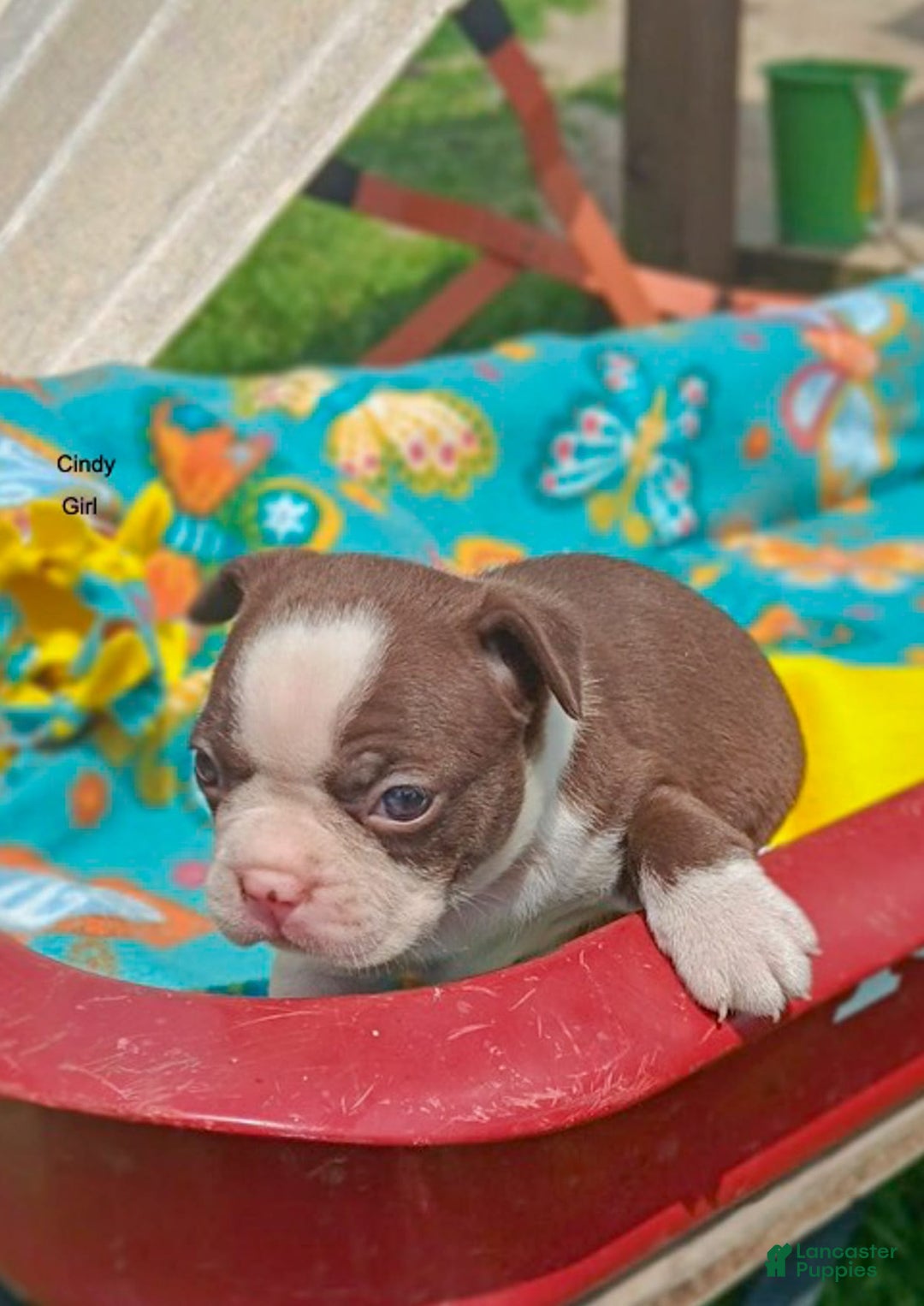 Boston Terrier dogs for sale: Cindy - Image 2
