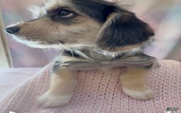 Beagle dogs for sale: Bassetdoodles - Image 23