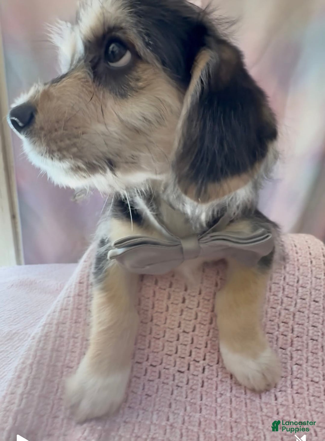 Beagle dogs for sale: Bassetdoodles - Image 23