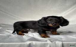 Miniature Dachshund dogs for sale: Cole - Image 2