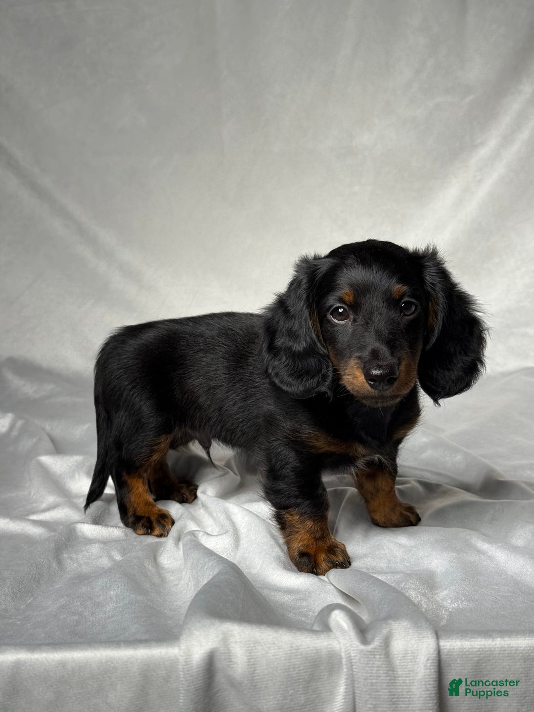 Miniature Dachshund dogs for sale: Cole - Image 2