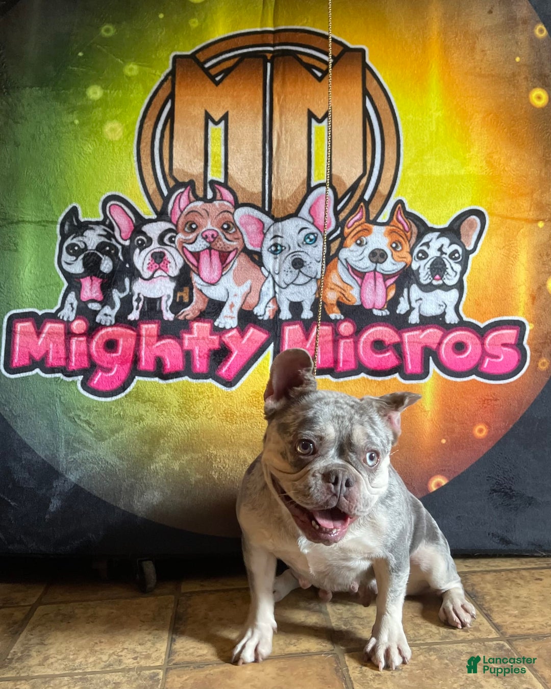 French Bulldog dogs for sale: Breezy - Image 2