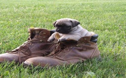 Jug dogs for sale: Lilyann - Image 2