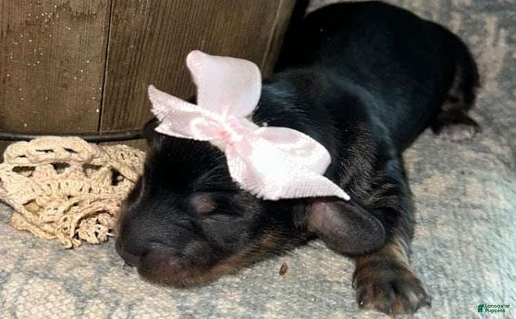 Dachshund dogs for sale - Ad 4