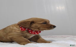 Golden Retriever dogs for sale: Amber - Image 16