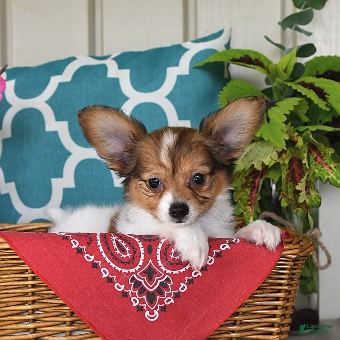 Papillon dogs for sale: Badger - Image 9