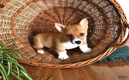 Welsh Corgi Pembroke dogs for sale: Lee - Image 4