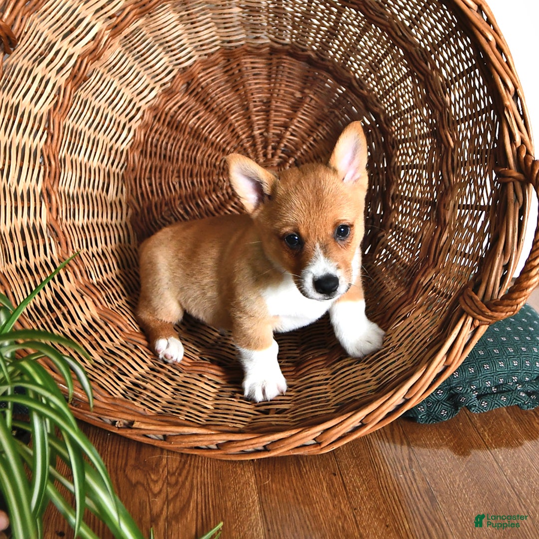 Welsh Corgi Pembroke dogs for sale: Lee - Image 4