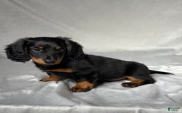 Miniature Dachshund dogs for sale: Miniature Dachshund 2 puppies - Image 4