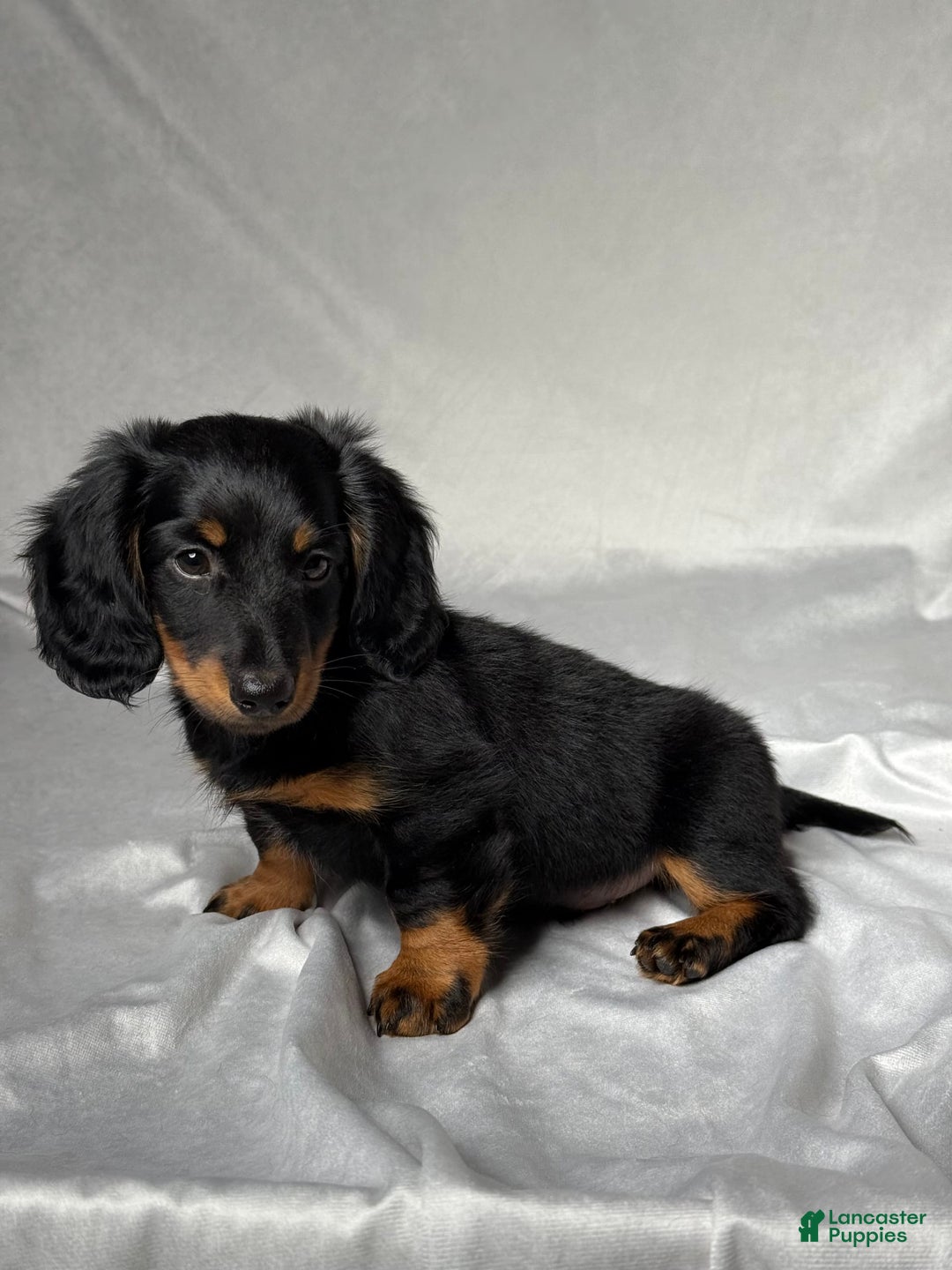 Miniature Dachshund dogs for sale: Miniature Dachshund 2 puppies - Image 4