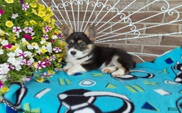 Welsh Corgi Pembroke dogs for sale: Chase - Image 10