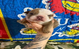 American Bulldog dogs for sale: Lumber Jack - Image 2