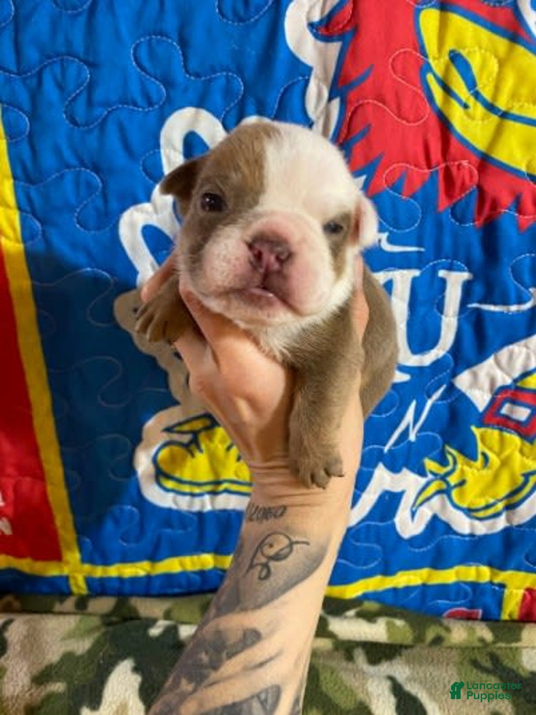 American Bulldog dogs for sale: Lumber Jack - Image 2