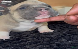 American Bully dogs for sale: Exotic Bully - Image 3