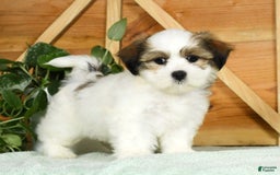 Teddy Bear dogs for sale: Wednesday - Image 1