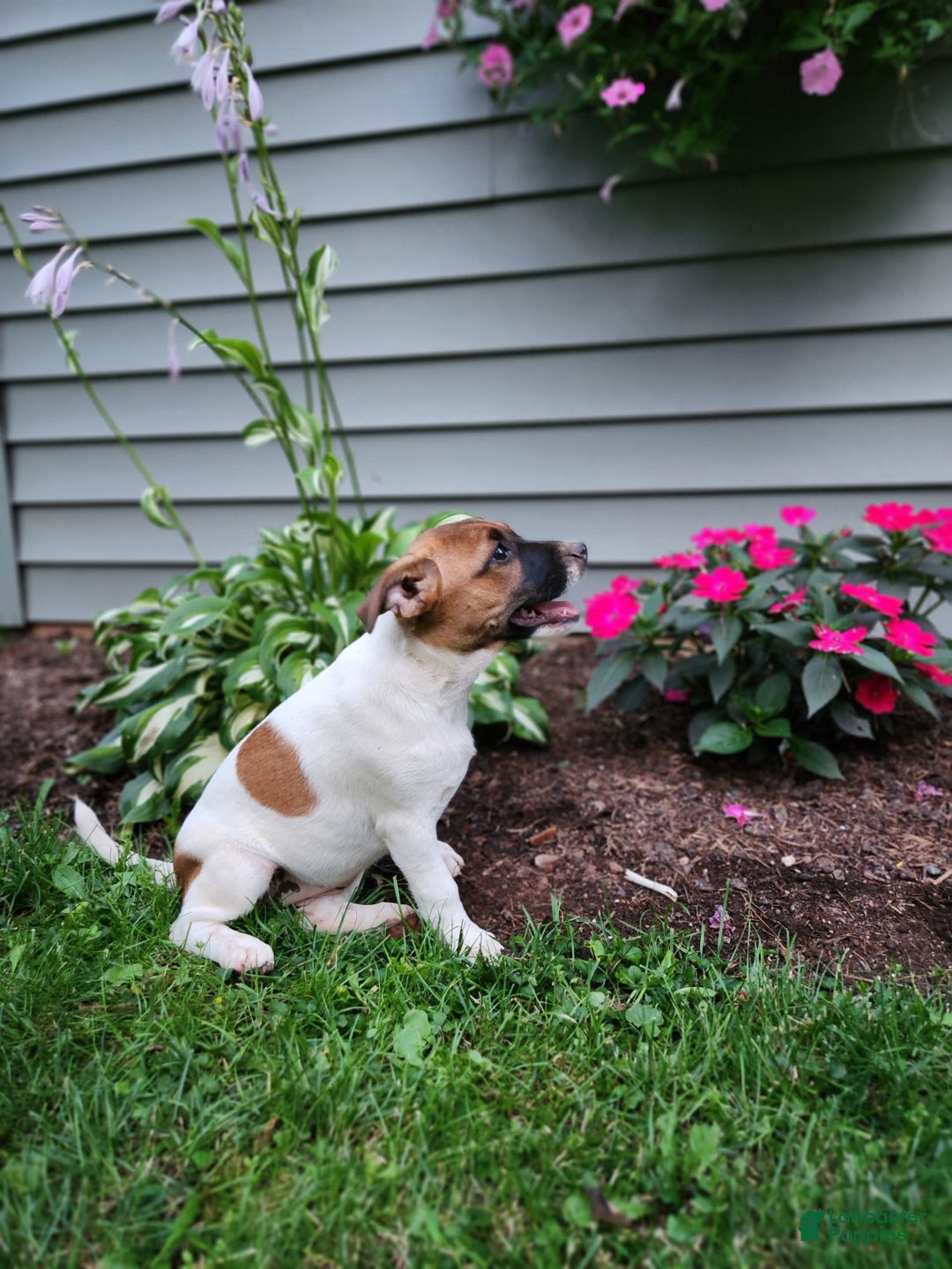 Rat Terrier dogs for sale: Bella - Image 4