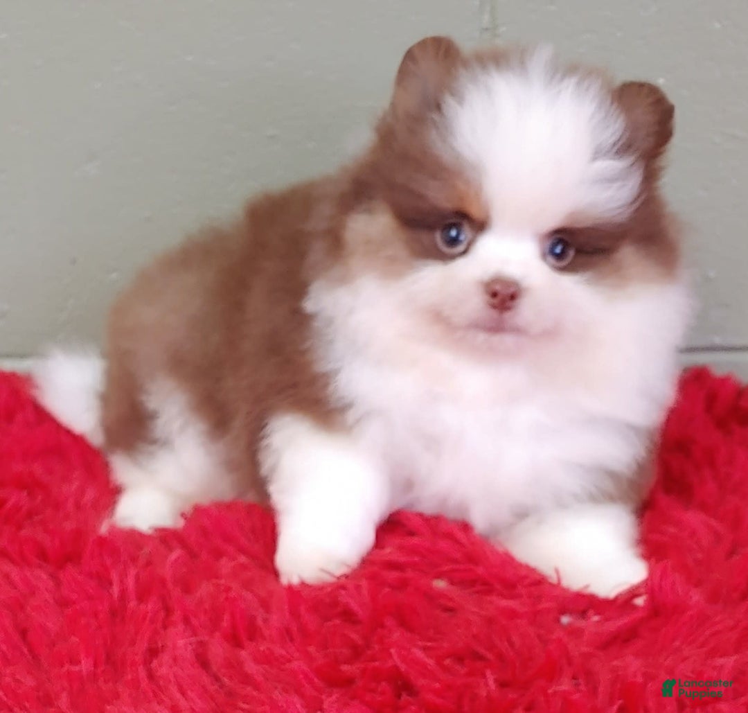 Pomeranian dogs for sale: Gunner - Image 5