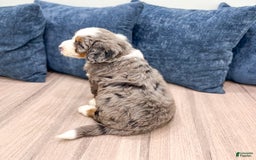 Mini Bernedoodle dogs for sale: Liberty - Image 10