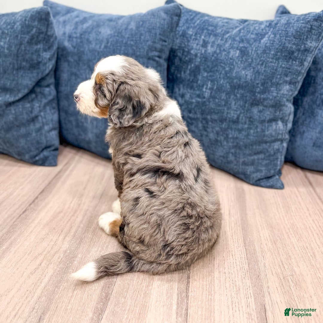 Mini Bernedoodle dogs for sale: Liberty - Image 10