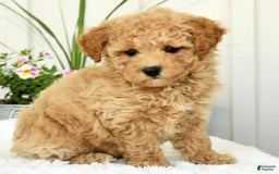 Bichpoo dogs for sale: Ivory - Image 2