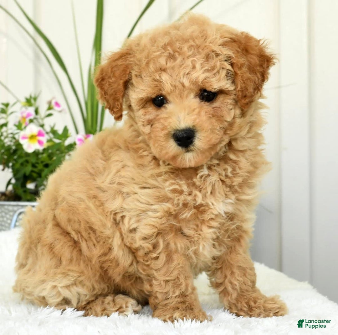Bichpoo dogs for sale: Ivory - Image 2