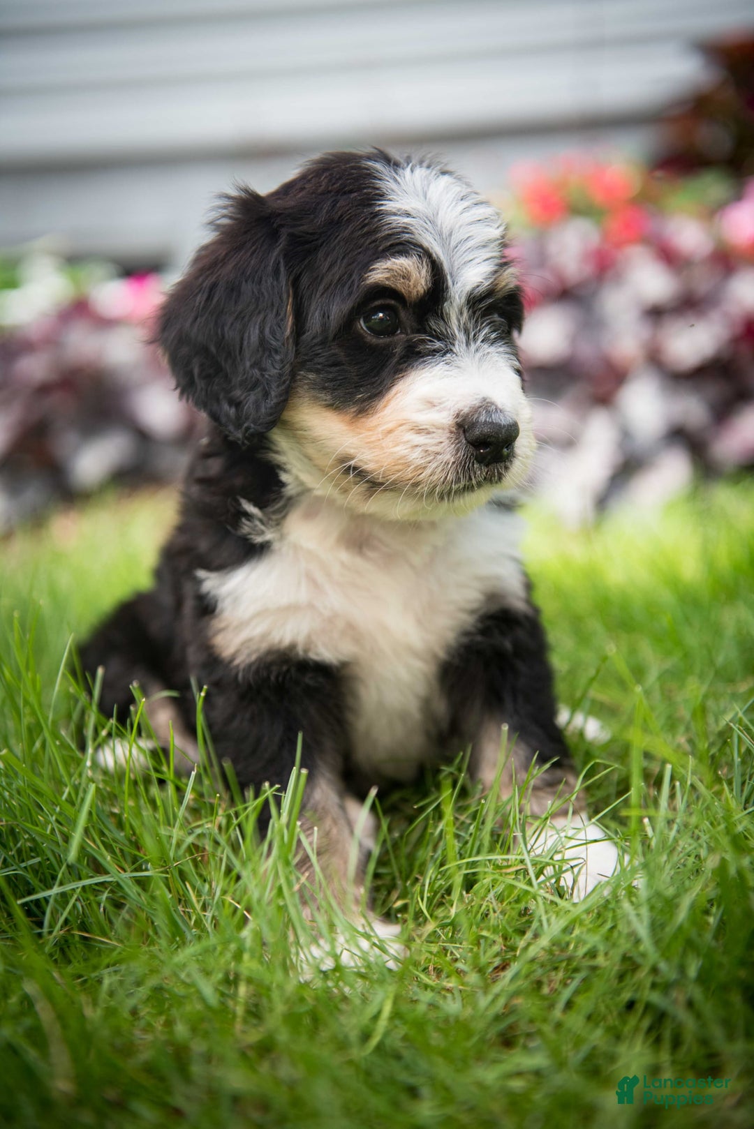 Bernedoodle dogs for sale: Rebel - Image 13