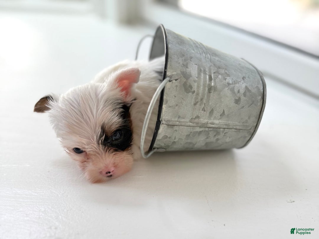 Yorkshire Terrier dogs for sale: Daniel - Image 3
