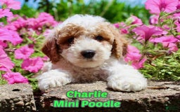 Miniature Poodle dogs for sale: Charlie - Image 1