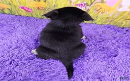 Goberian dogs for sale: Gemma - Image 1